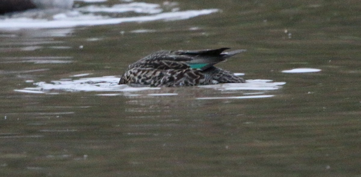 Green-winged Teal - ML181213051