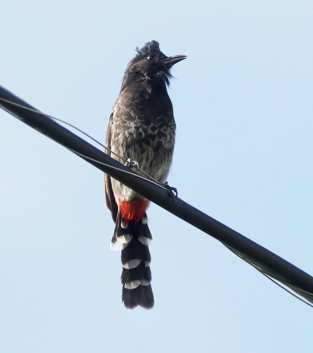 Red-vented Bulbul - ML181215101