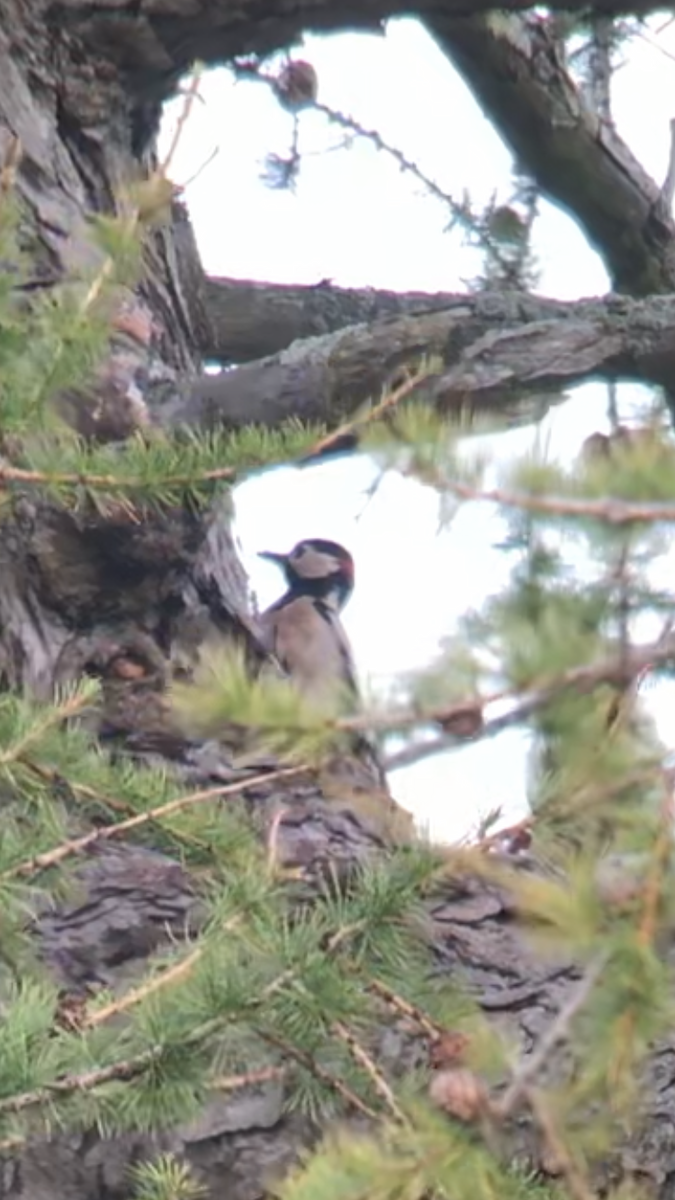 Great Spotted Woodpecker - ML181215141