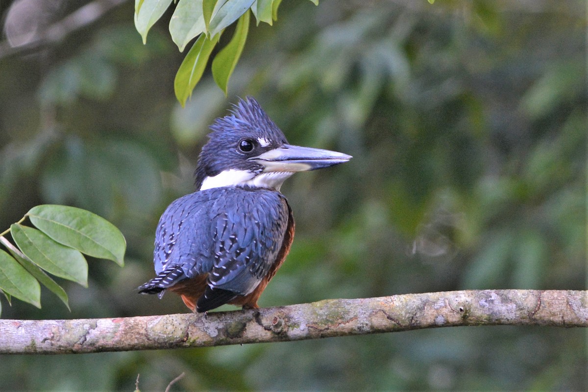 Ringed Kingfisher - ML181217591