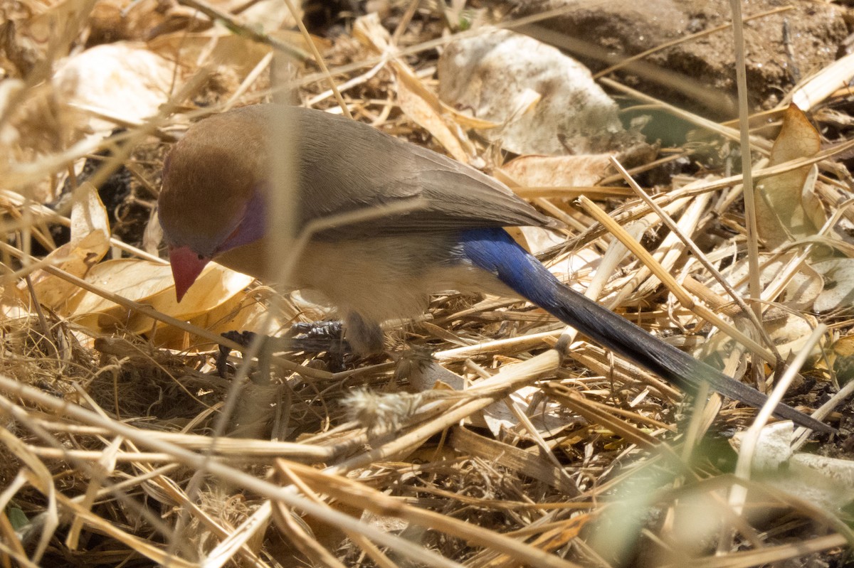 Violet-eared Waxbill - Johnny Wilson