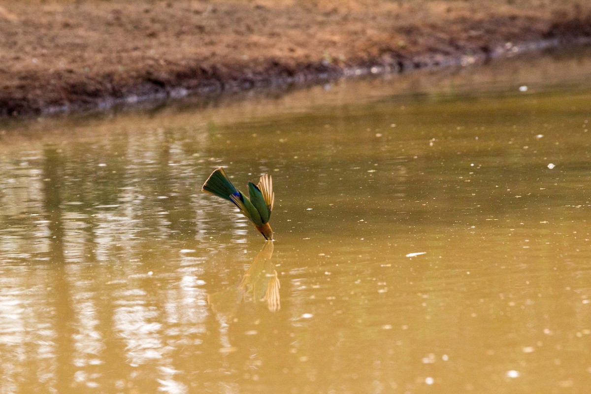 White-fronted Bee-eater - ML181218901