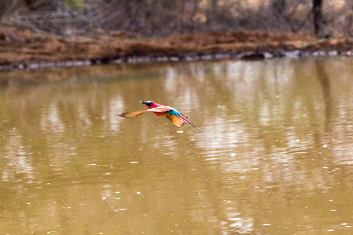 Karminspint - ML181218941