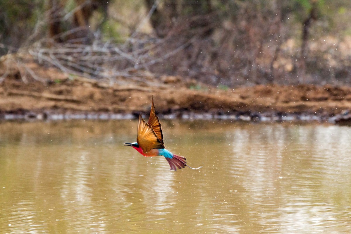 Karminspint - ML181218951