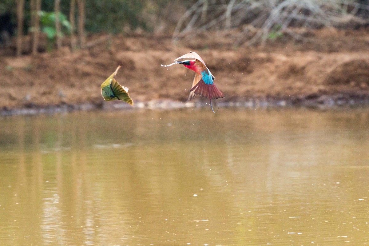 Karminspint - ML181218961