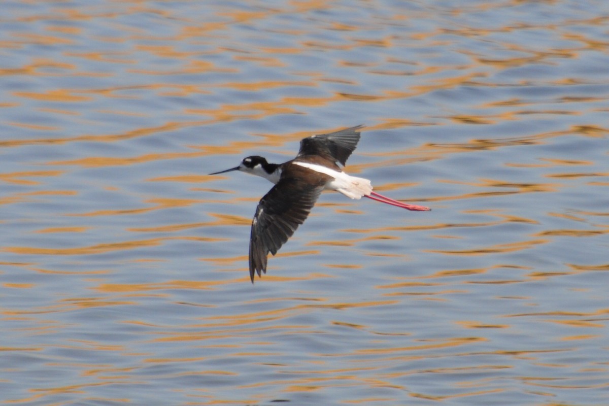 Black-necked Stilt - ML181219821