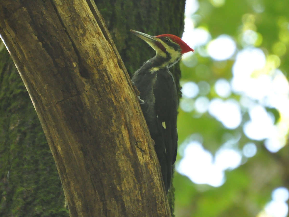 Pileated Woodpecker - ML181221341