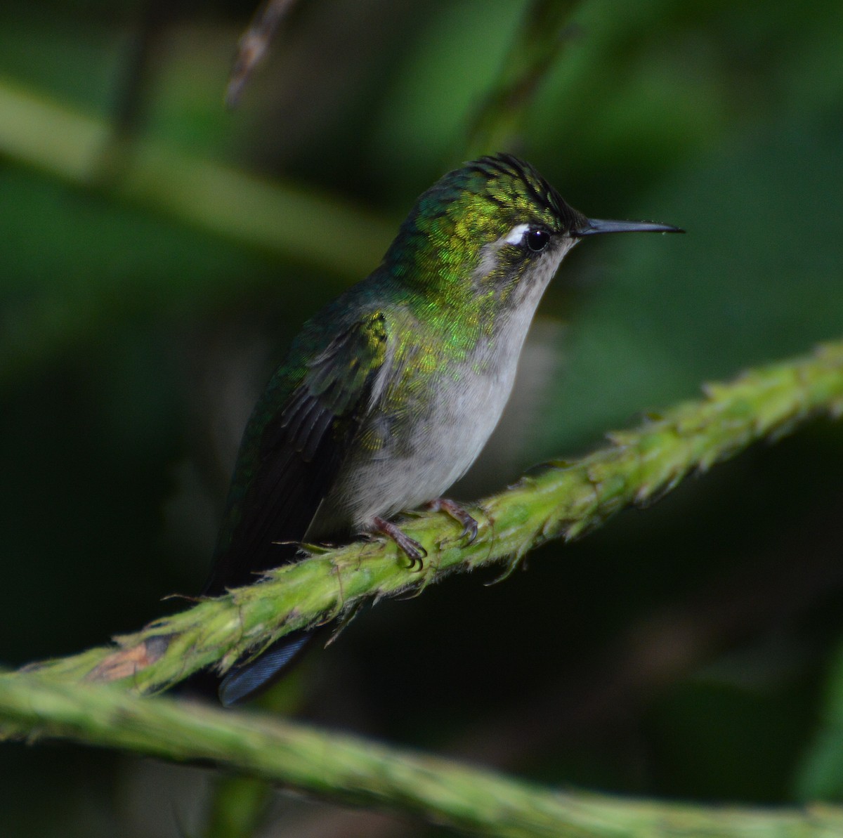Emerald-chinned Hummingbird - ML181221731
