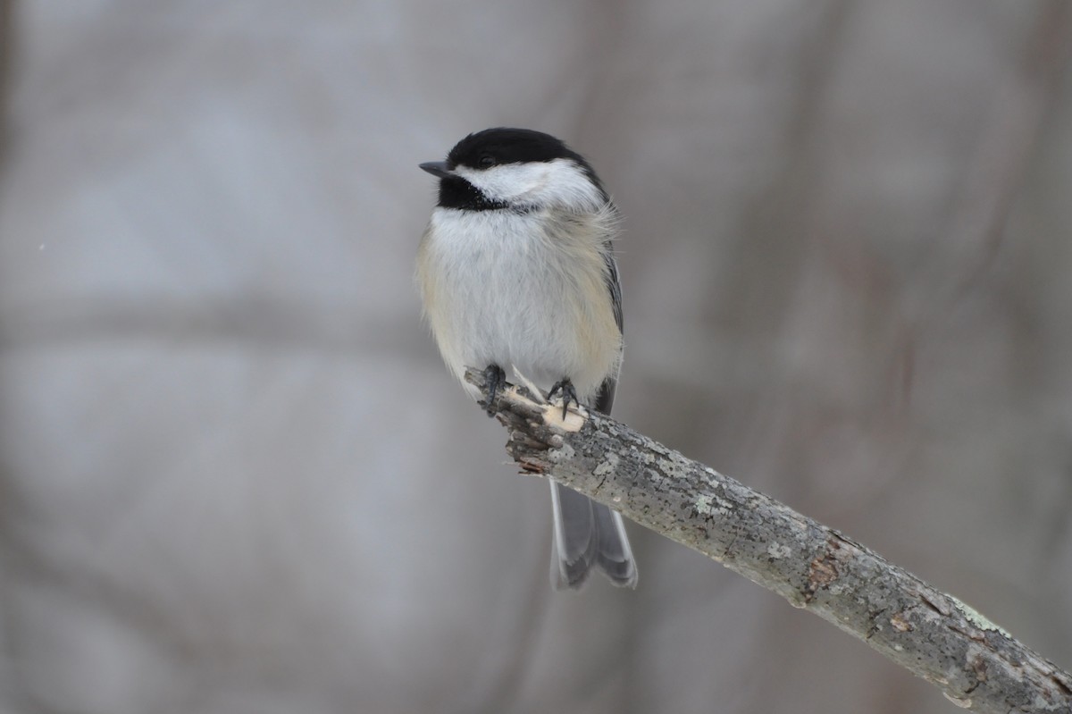 Black-capped Chickadee - ryan  doherty