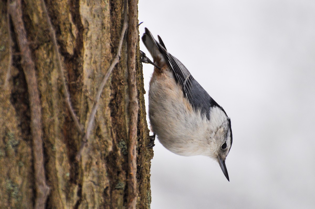 White-breasted Nuthatch - ML181222831