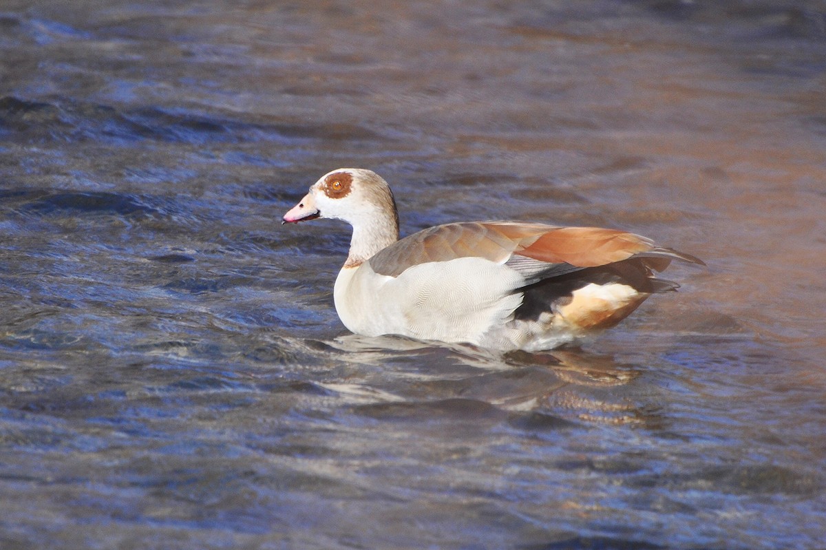 Egyptian Goose - ML181222871