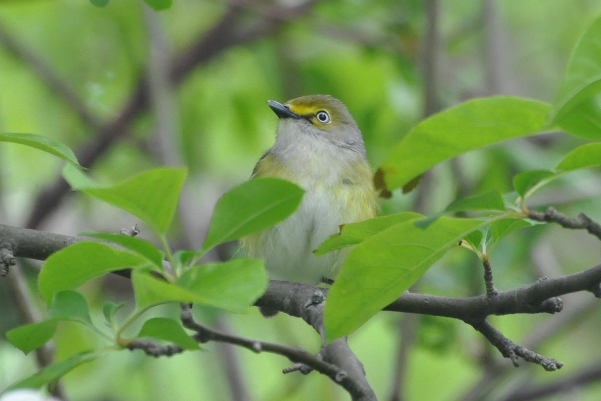 White-eyed Vireo - ML181223411