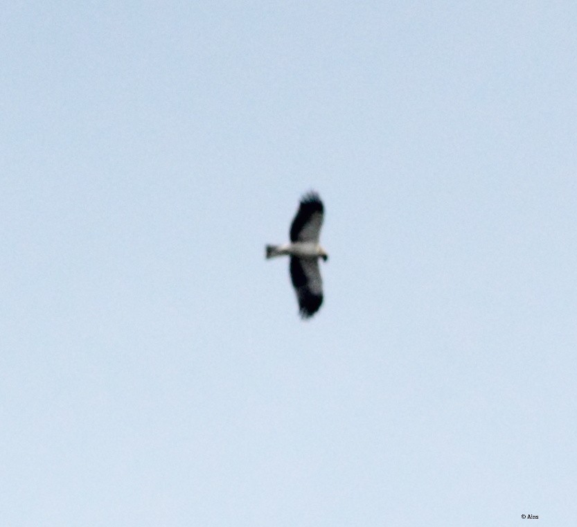 Booted Eagle - ML181223651