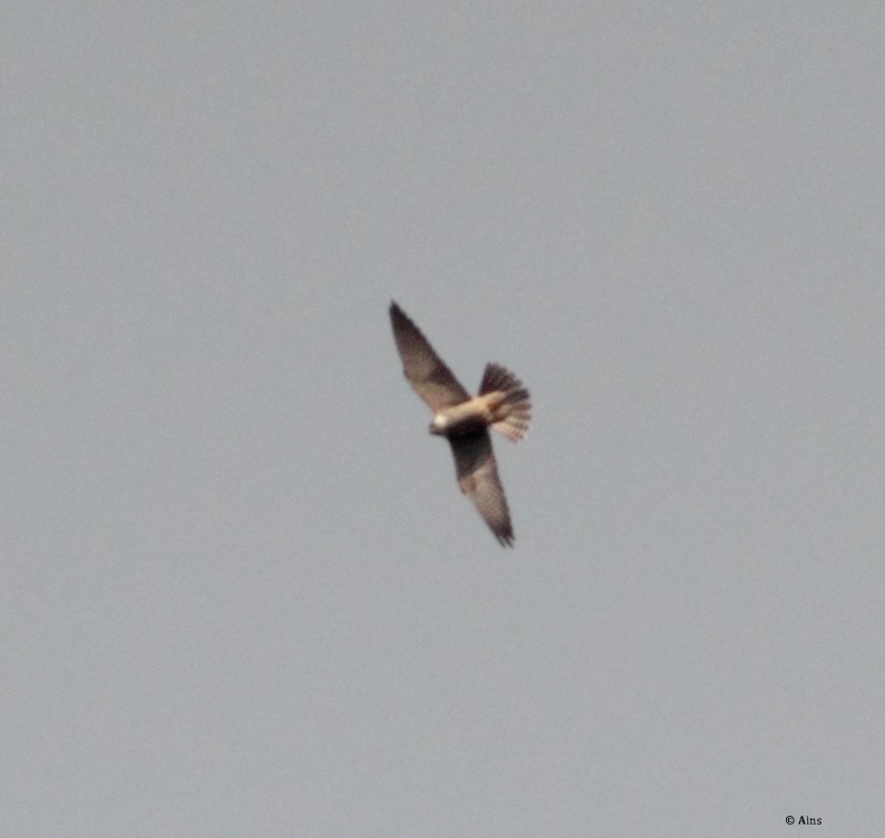 ub. falk (Falco sp.) - ML181223911