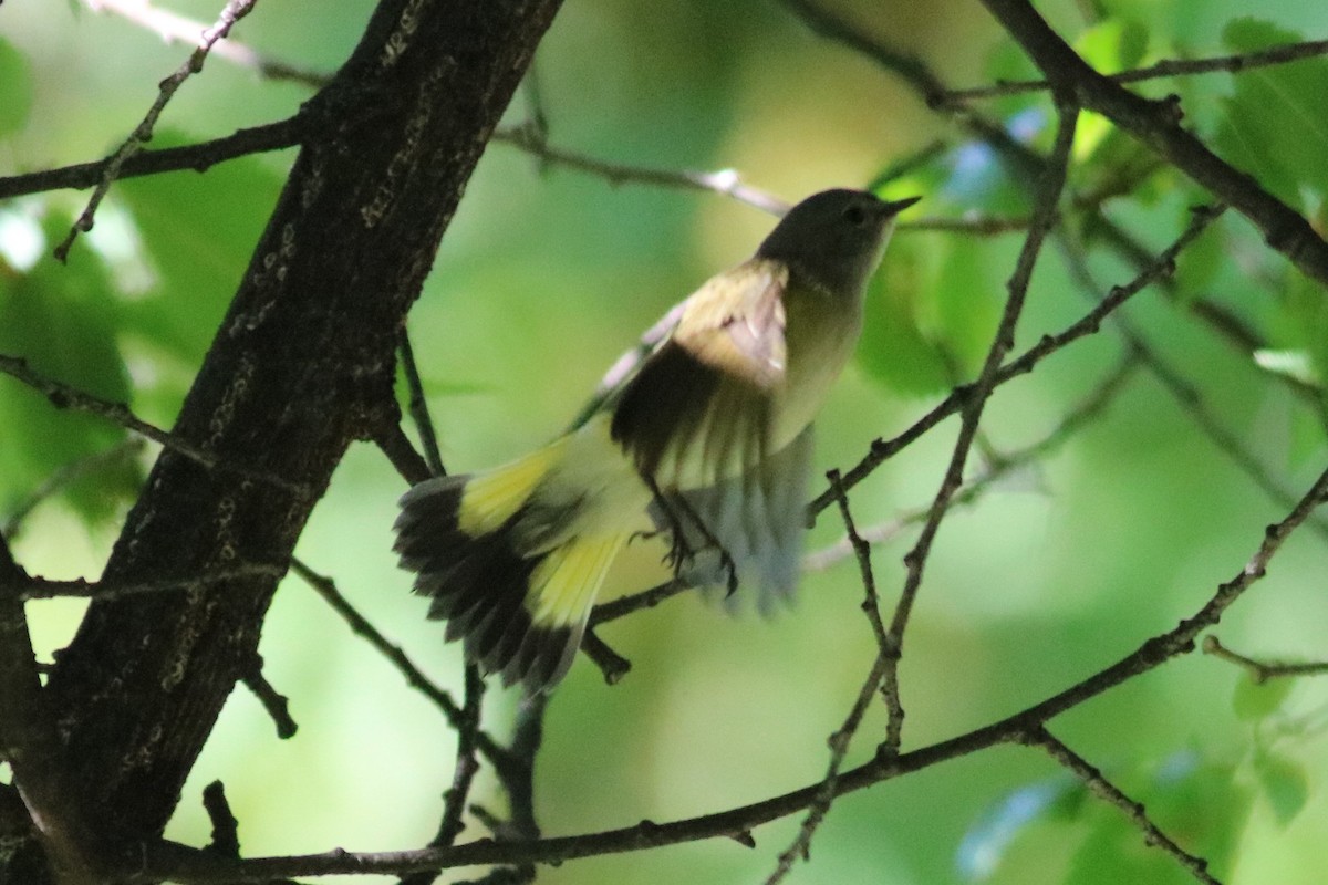 American Redstart - Rick Taylor