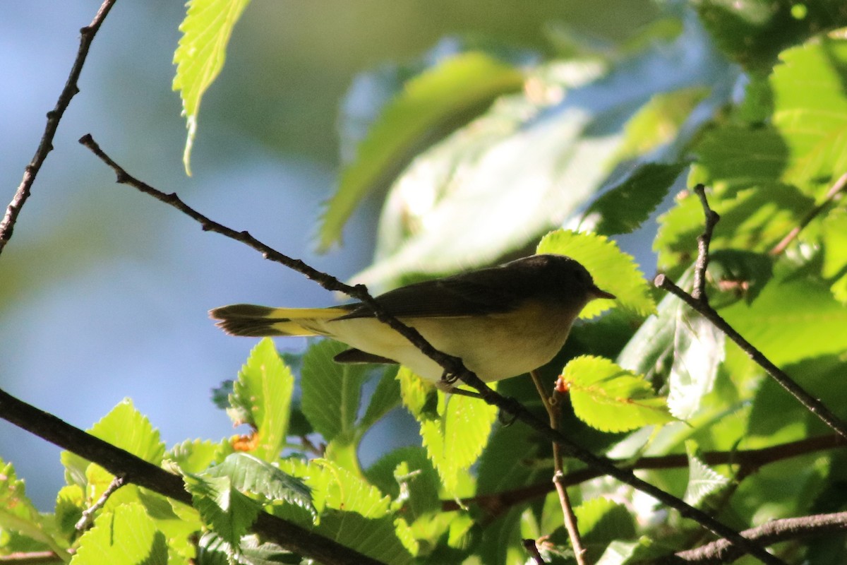 American Redstart - ML181228041