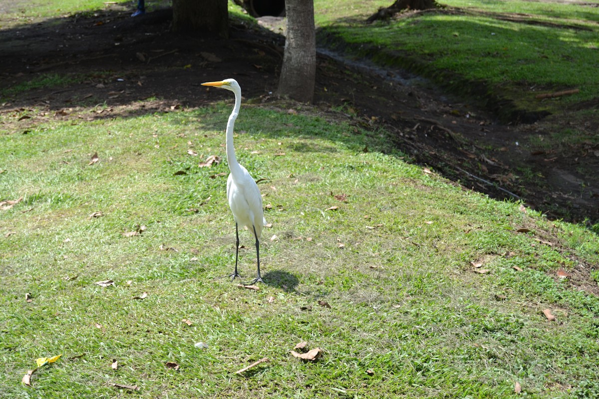 Great Egret - ML181228261