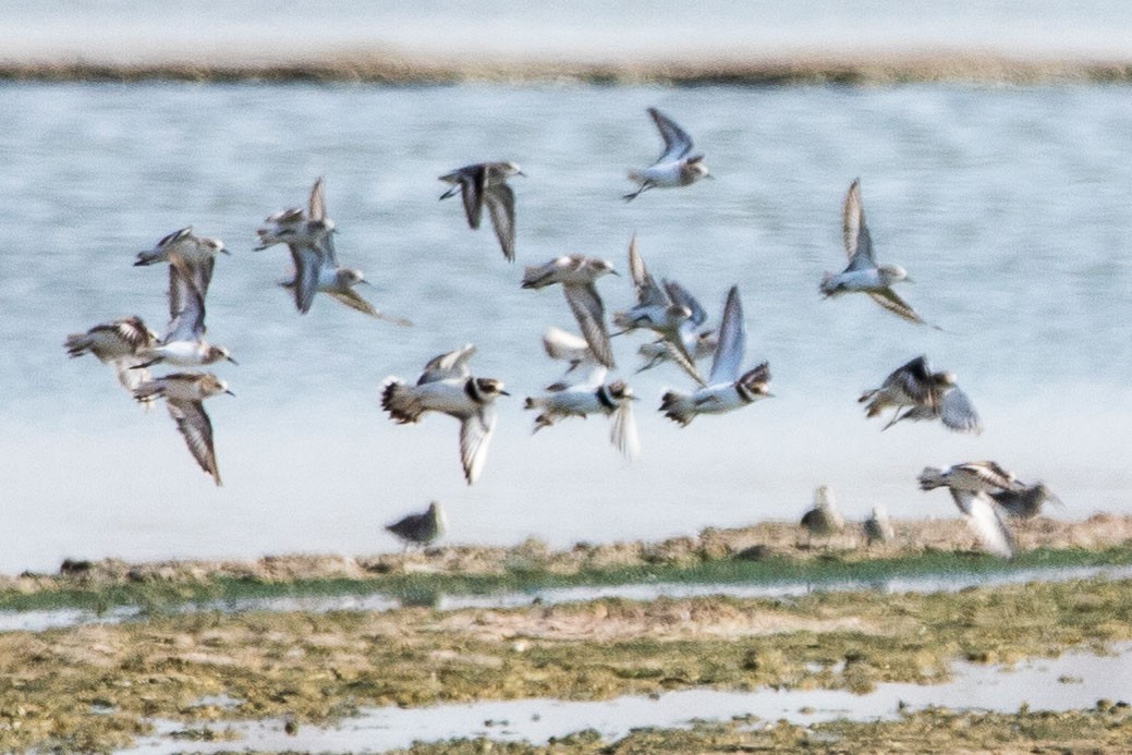 Common Ringed Plover - ML181228481