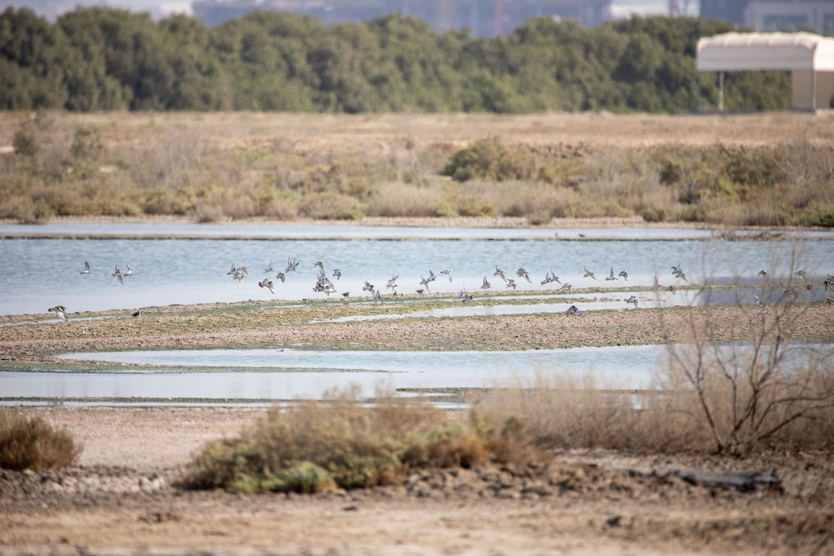 Common Ringed Plover - ML181228501