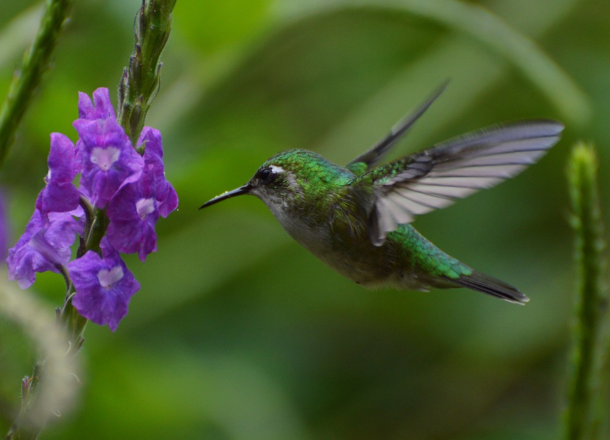 Emerald-chinned Hummingbird - ML181228641