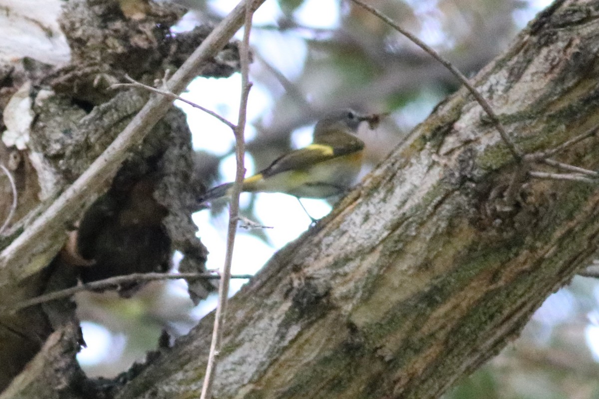 American Redstart - ML181228731
