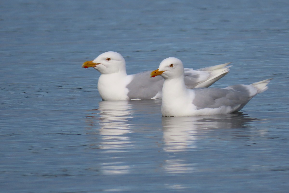 Glaucous Gull - Cameron Eckert