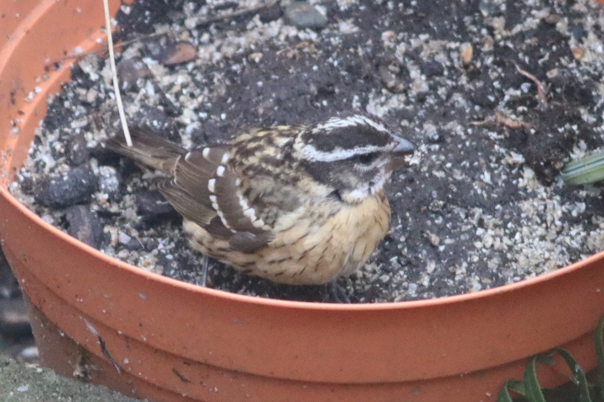 Black-headed Grosbeak - ML181231941