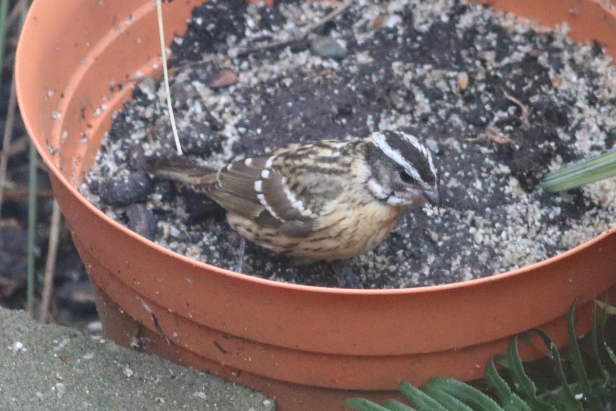 Black-headed Grosbeak - ML181231971