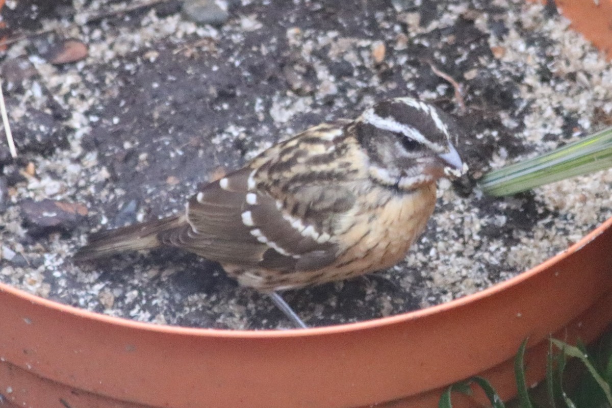 Black-headed Grosbeak - ML181232061