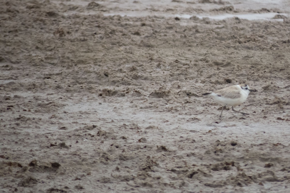 White-fronted Plover - ML181234031