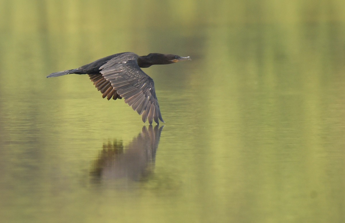 Neotropic Cormorant - ML181235521