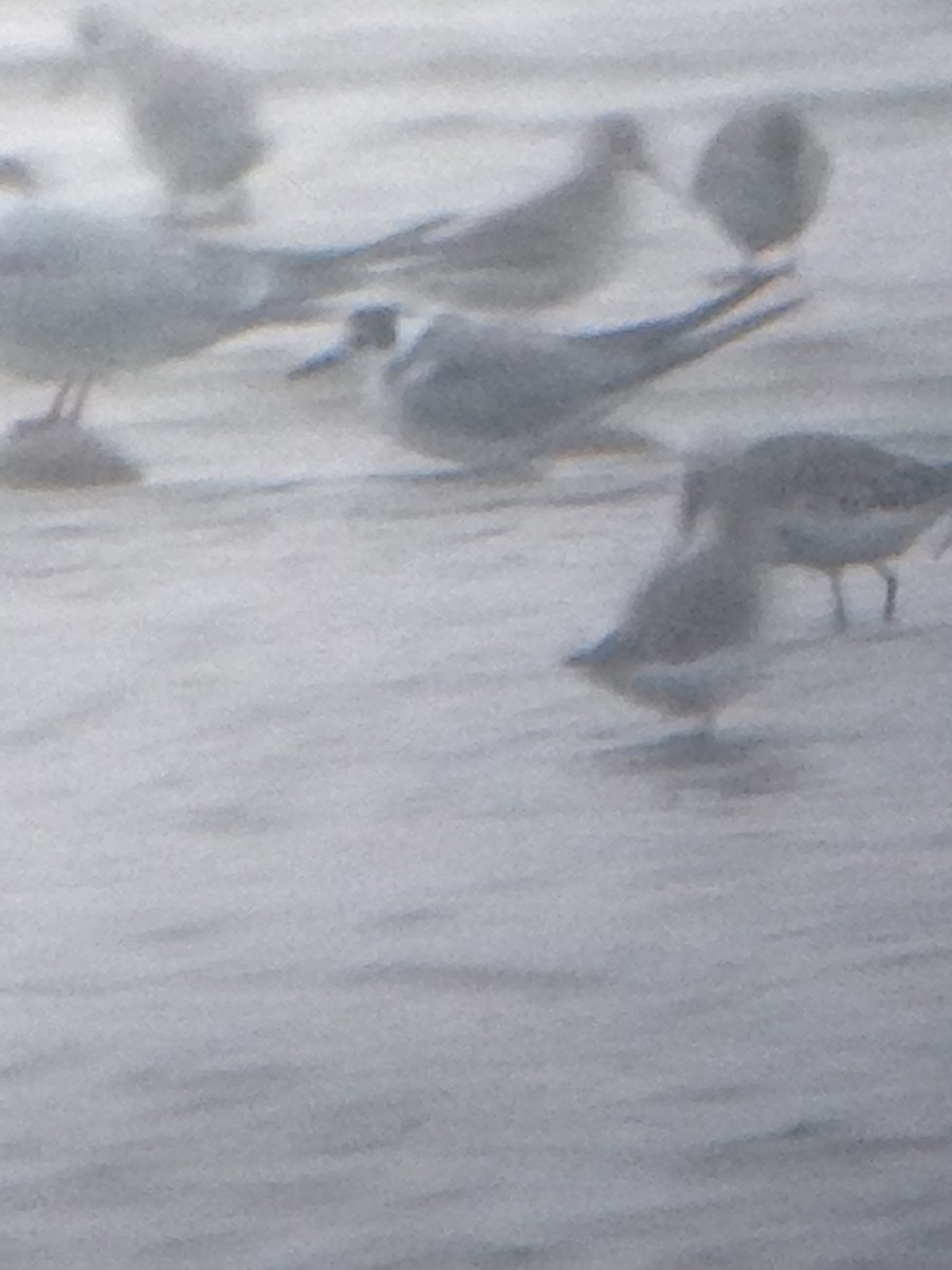 Black Tern (Eurasian) - ML181235741