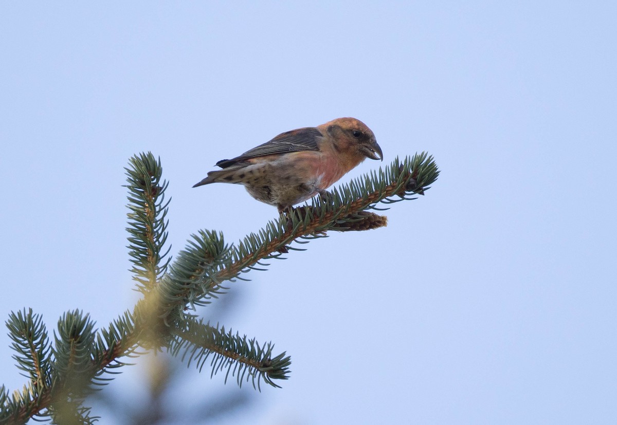 Red Crossbill - Raymond  Birkelund