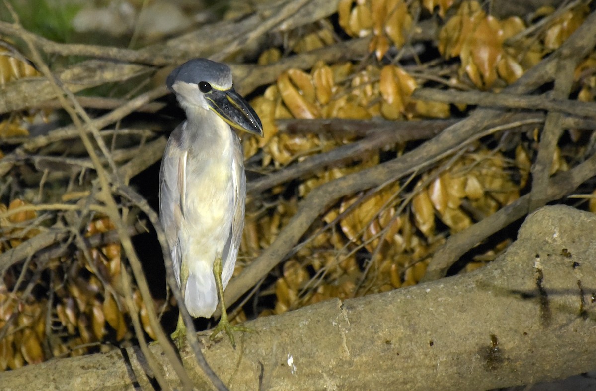 Boat-billed Heron - ML181236131