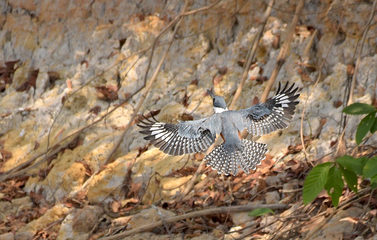 Ringed Kingfisher - ML181236591