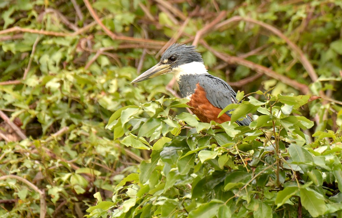 Ringed Kingfisher - ML181236601