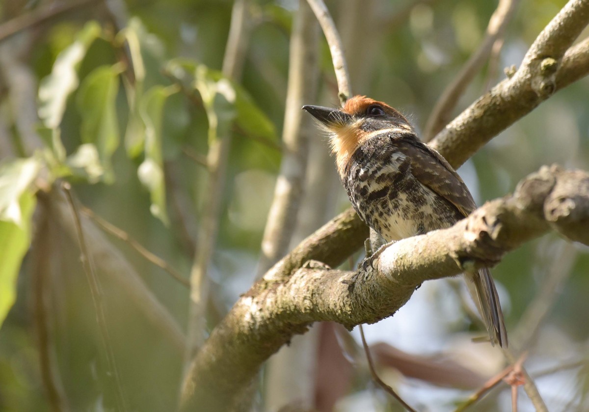 Spotted Puffbird - ML181236881