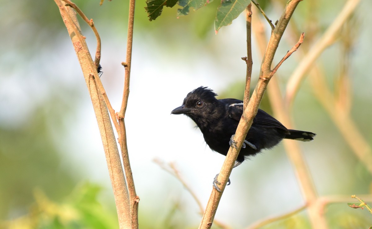 Glossy Antshrike - Luiz Moschini
