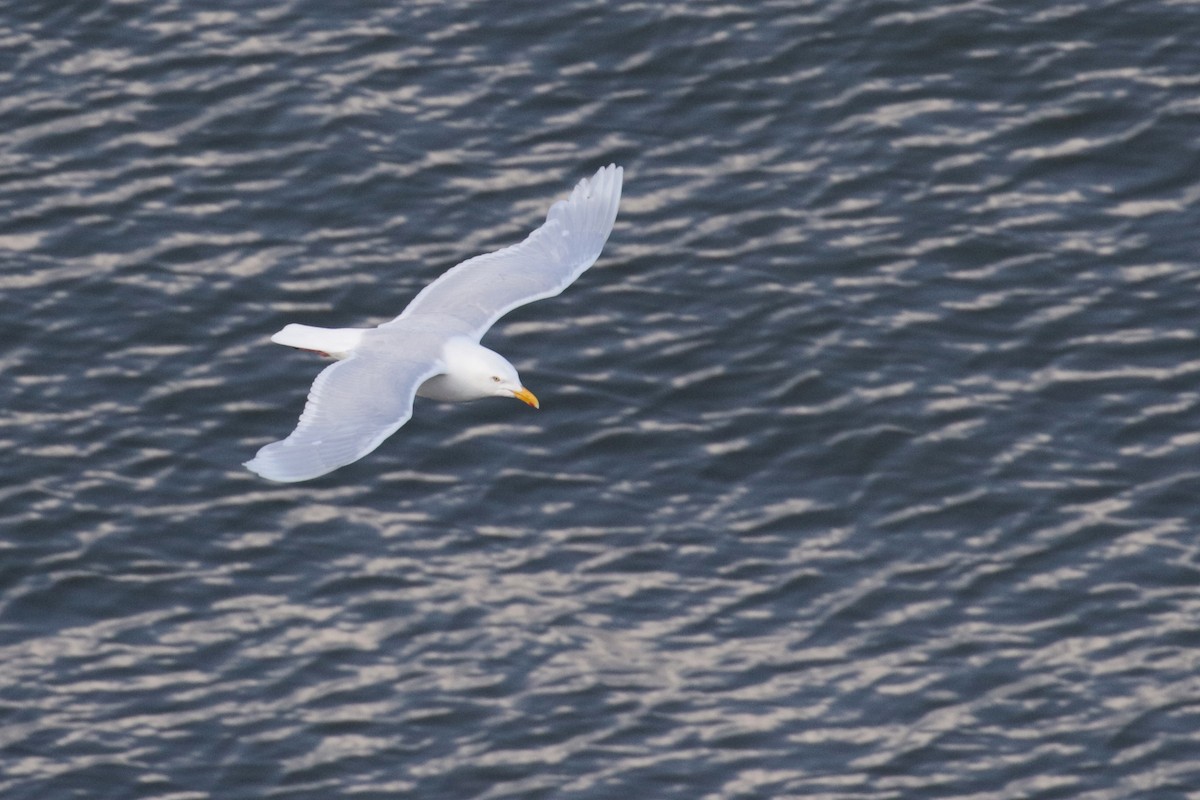 Glaucous Gull - Cameron Eckert