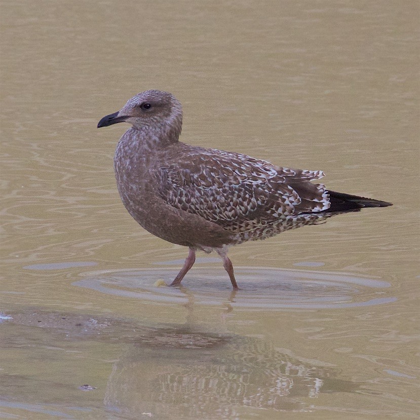 Herring Gull - ML181237431