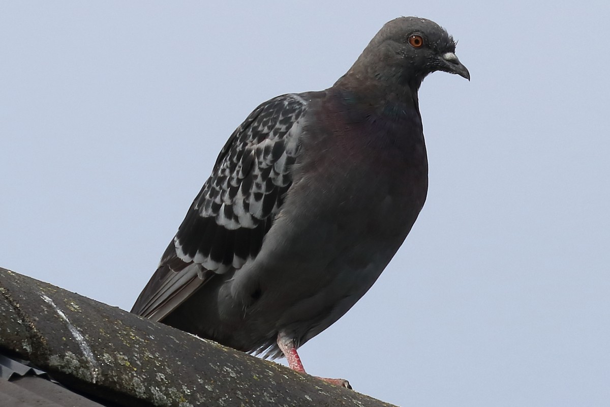 Rock Pigeon (Feral Pigeon) - Bruce Kerr