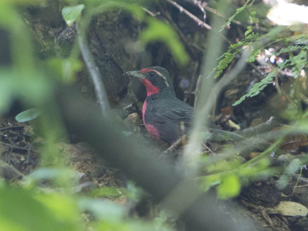 Rosy Thrush-Tanager - Oswaldo Hernández Sánchez