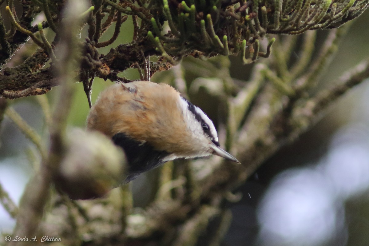 Red-breasted Nuthatch - ML181242251