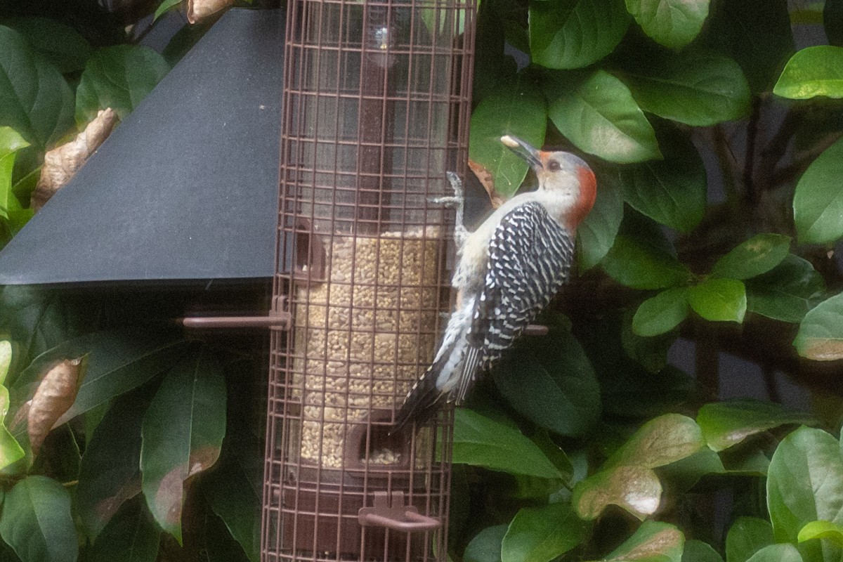 Red-bellied Woodpecker - Rackoff Wayne