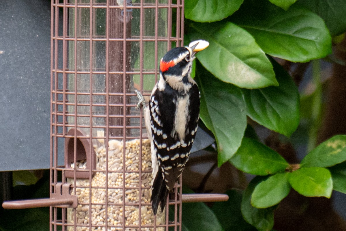 Downy Woodpecker - ML181242901