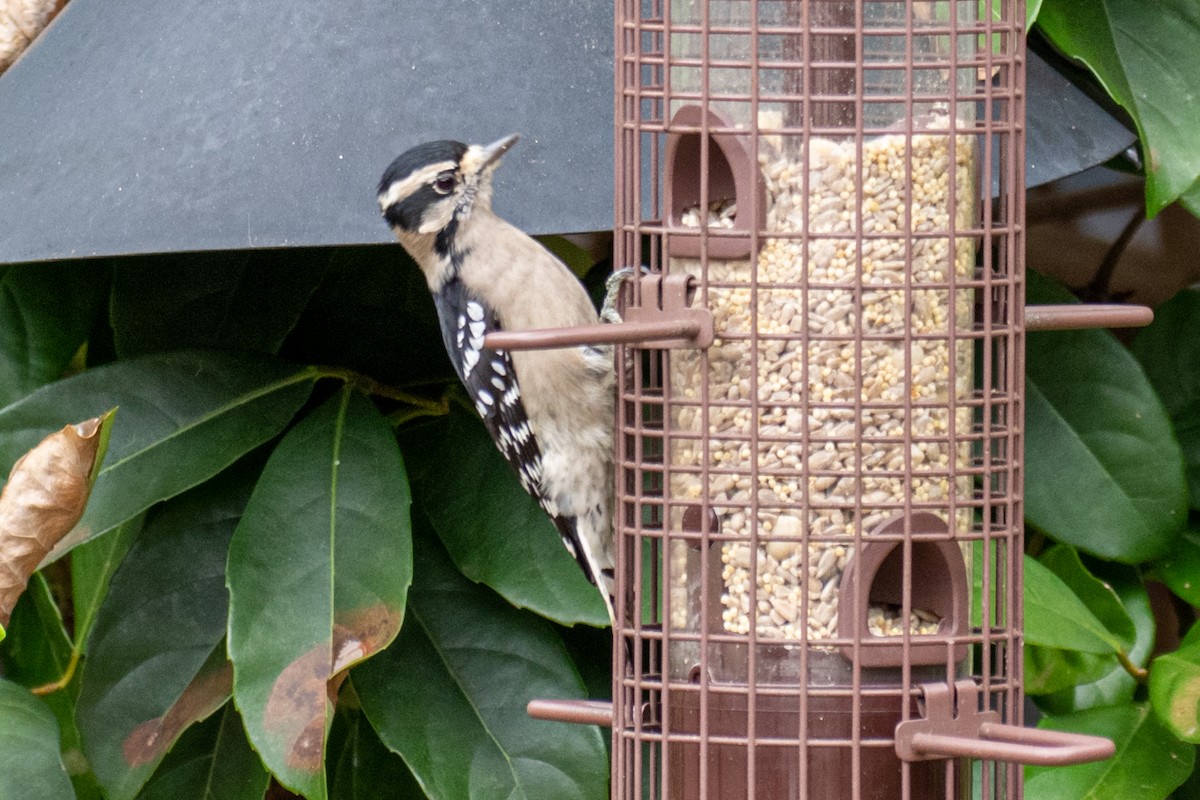 Downy Woodpecker - ML181242971