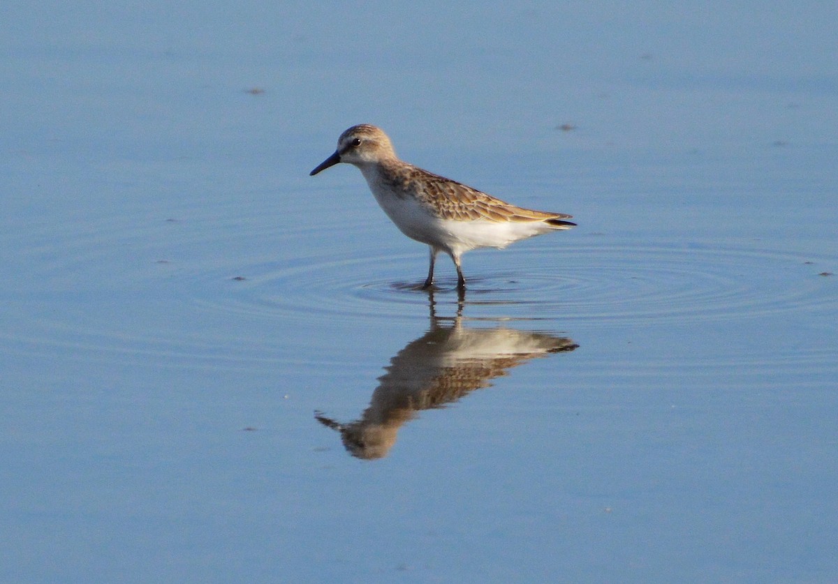 Semipalmated Sandpiper - ML181243951