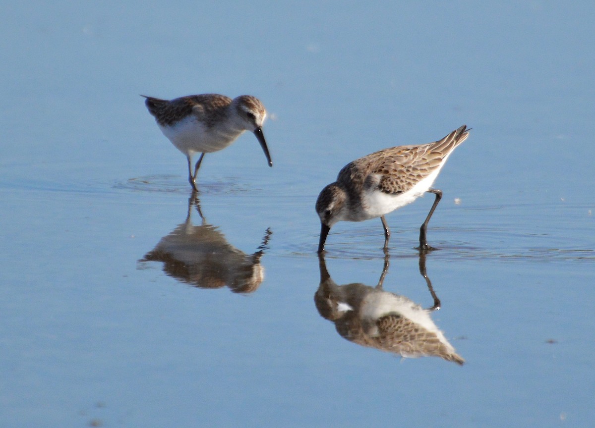 Western Sandpiper - ML181245011