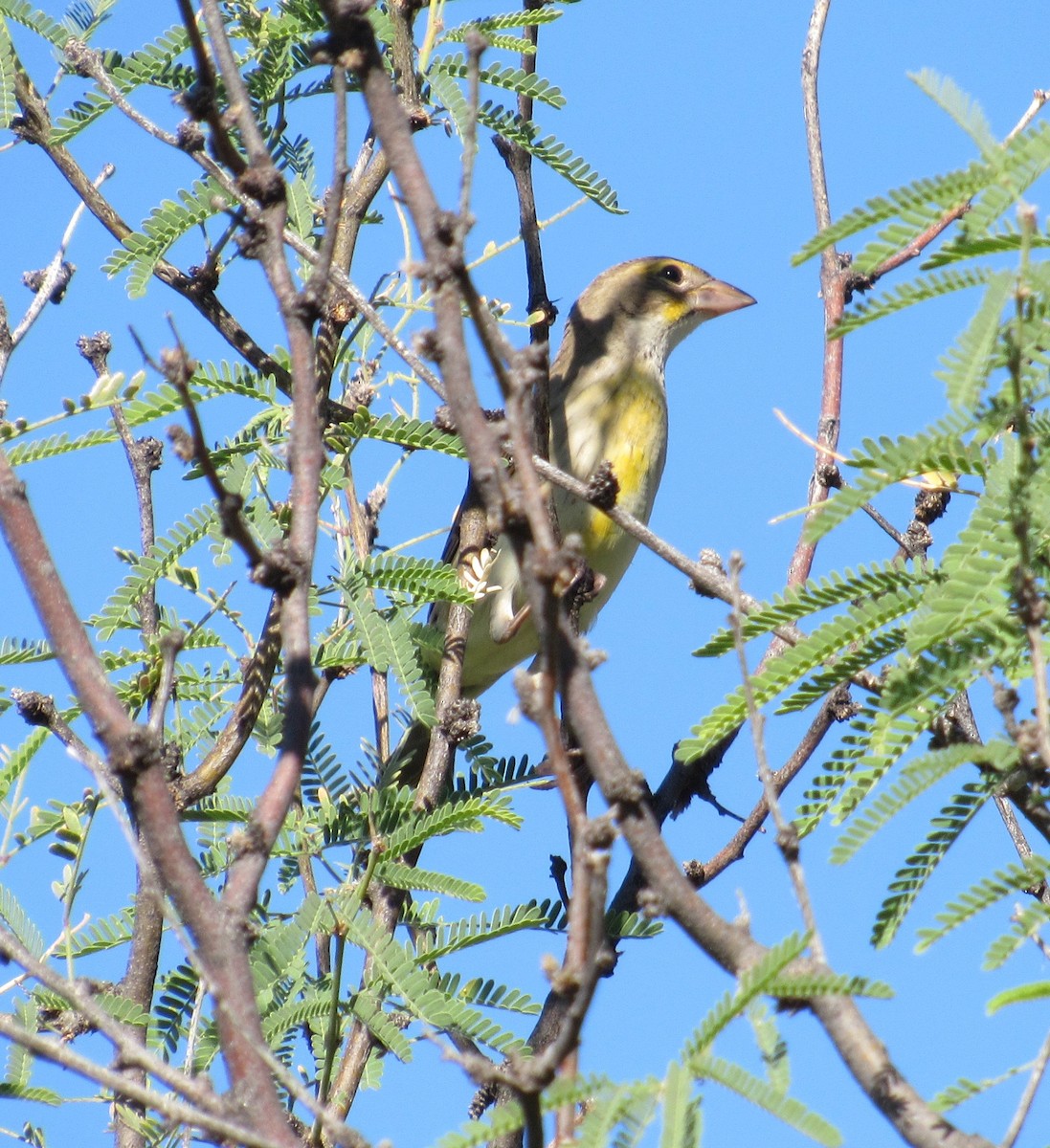 Dickcissel - ML181246411