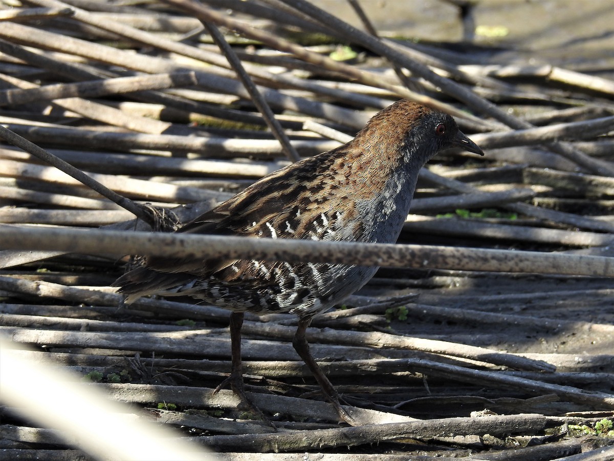 Dot-winged Crake - Pablo Alejandro Pla